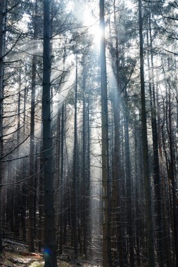 Sonnenstrahlen im Teutoburger Wald - Nadja Jacke Photography