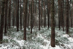 Teutoburger Wald im Winter mit Schnee