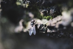 Fliege im Teutoburger Wald Wildes Ostwestfalen